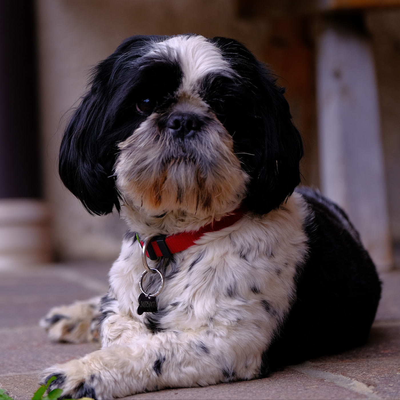 Benji ein neues Kapitel am Widmannhof Benji ein neues Kapitel am Widmannhof