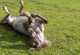 widmannhof-animals-horses-riding-6