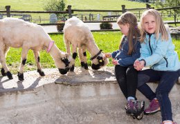 widmannhof-animals-sheeps